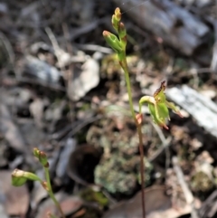 Caleana minor at Aranda, ACT - suppressed