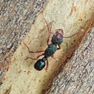 Rhytidoponera aspera at Molonglo Valley, ACT - 7 Nov 2021