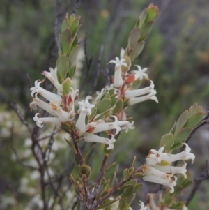 Brachyloma daphnoides at Conder, ACT - 11 Oct 2021 05:23 PM