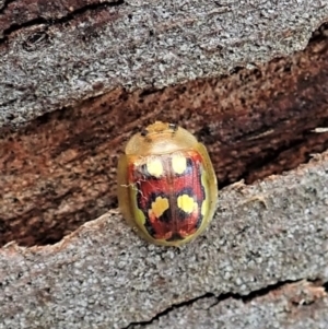 Paropsisterna gloriosa at Molonglo Valley, ACT - 7 Nov 2021