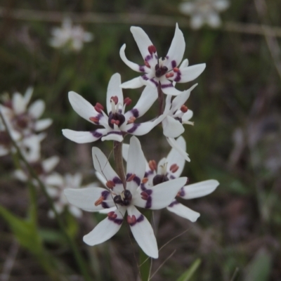 Wurmbea dioica subsp. dioica (Early Nancy) at Conder, ACT - 11 Oct 2021 by michaelb