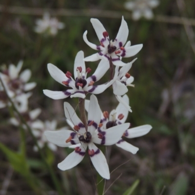 Wurmbea dioica subsp. dioica (Early Nancy) at Conder, ACT - 11 Oct 2021 by MichaelBedingfield