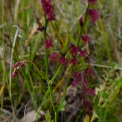 Gonocarpus tetragynus (Common Raspwort) at Boro, NSW - 7 Nov 2021 by Paul4K