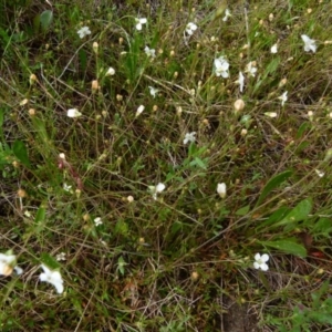 Mitrasacme polymorpha at Boro, NSW - 8 Nov 2021