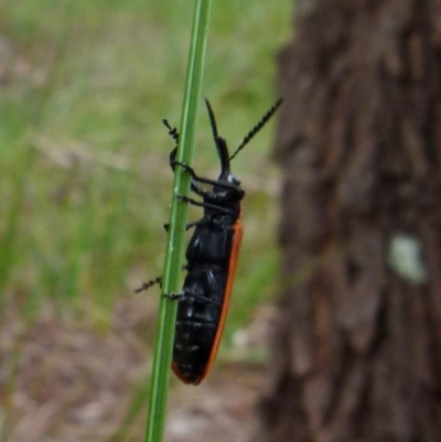 Rhinotia haemoptera (Lycid-mimic belid weevil, Slender Red Weevil) at Boro, NSW - 8 Nov 2021 by Paul4K