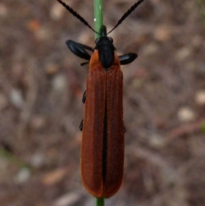 Rhinotia haemoptera at Boro, NSW - 8 Nov 2021