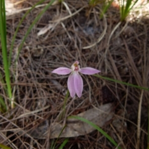 Caladenia carnea at Boro, NSW - 8 Nov 2021