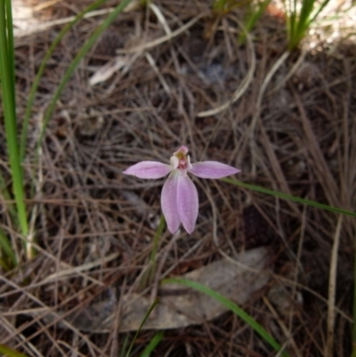 Caladenia carnea (Pink Fingers) at Boro, NSW - 8 Nov 2021 by Paul4K