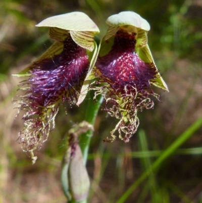 Calochilus platychilus (Purple Beard Orchid) at Boro, NSW - 8 Nov 2021 by Paul4K