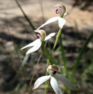 Caladenia cucullata at Molonglo Valley, ACT - 30 Oct 2021