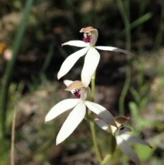 Caladenia cucullata at Molonglo Valley, ACT - suppressed