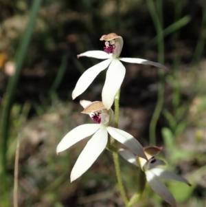 Caladenia cucullata at Molonglo Valley, ACT - suppressed