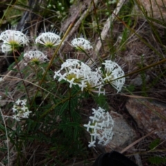 Pimelea linifolia subsp. linifolia (Queen of the Bush, Slender Rice-flower) at Boro, NSW - 7 Nov 2021 by Paul4K