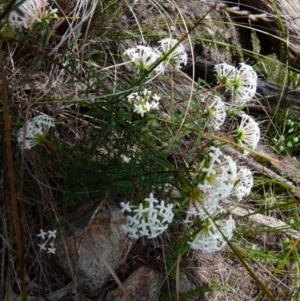 Pimelea linifolia subsp. linifolia at Boro, NSW - 8 Nov 2021