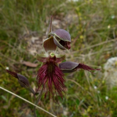 Calochilus paludosus (Strap Beard Orchid) at Boro - 7 Nov 2021 by Paul4K