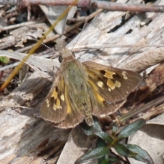 Trapezites phigalia (Heath Ochre) at Boro, NSW - 7 Nov 2021 by Paul4K