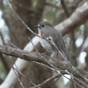 Petroica boodang at Boro, NSW - 8 Nov 2021