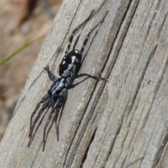 Nyssus coloripes (Spotted Ground Swift Spider) at Boro, NSW - 8 Nov 2021 by Paul4K