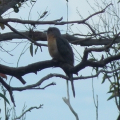 Cacomantis flabelliformis (Fan-tailed Cuckoo) at Boro - 8 Nov 2021 by Paul4K