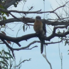 Cacomantis flabelliformis at Boro, NSW - suppressed