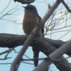 Cacomantis flabelliformis at Boro, NSW - suppressed