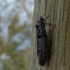 Oecophoridae (family) (Unidentified Oecophorid concealer moth) at Boro - 8 Nov 2021 by Paul4K