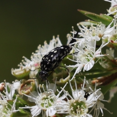 Mordella dumbrelli (Dumbrell's Pintail Beetle) at Cook, ACT - 19 Dec 2020 by Tammy