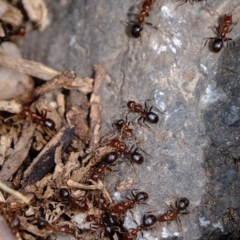 Papyrius nitidus (Shining Coconut Ant) at Coree, ACT - 10 Nov 2021 by Kurt