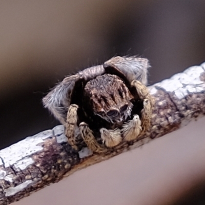 Maratus vespertilio (Bat-like peacock spider) at Woodstock Nature Reserve - 11 Nov 2021 by Kurt