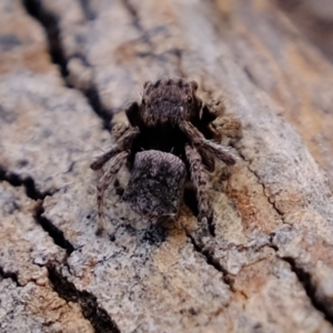 Maratus vespertilio at Coree, ACT - suppressed