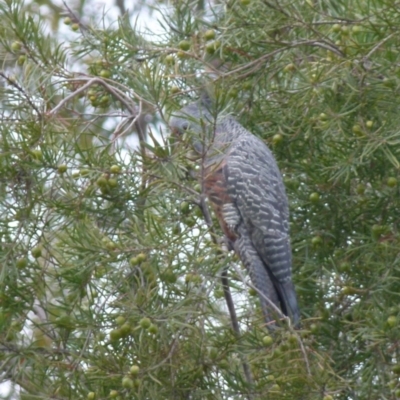 Callocephalon fimbriatum (Gang-gang Cockatoo) at Boro - 8 Nov 2021 by Paul4K