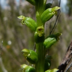 Microtis parviflora (Slender Onion Orchid) at Boro - 8 Nov 2021 by Paul4K