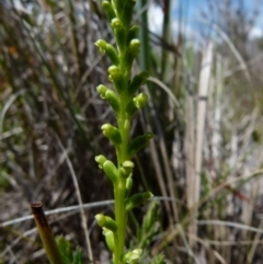 Microtis parviflora at Boro, NSW - suppressed