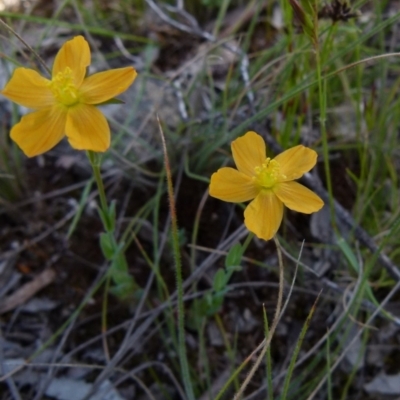 Hypericum gramineum (Small St Johns Wort) at Boro, NSW - 8 Nov 2021 by Paul4K