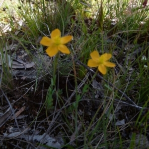 Hypericum gramineum at Boro, NSW - 9 Nov 2021