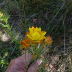 Xerochrysum viscosum (Sticky Everlasting) at Boro, NSW - 9 Nov 2021 by Paul4K