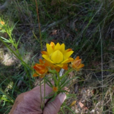 Xerochrysum viscosum (Sticky Everlasting) at Boro - 8 Nov 2021 by Paul4K