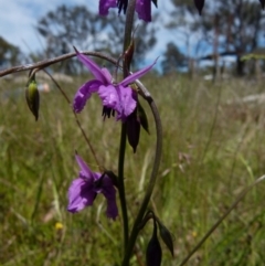 Arthropodium fimbriatum (Nodding Chocolate Lily) at Boro, NSW - 9 Nov 2021 by Paul4K