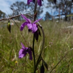 Arthropodium fimbriatum (Nodding Chocolate Lily) at Boro - 8 Nov 2021 by Paul4K