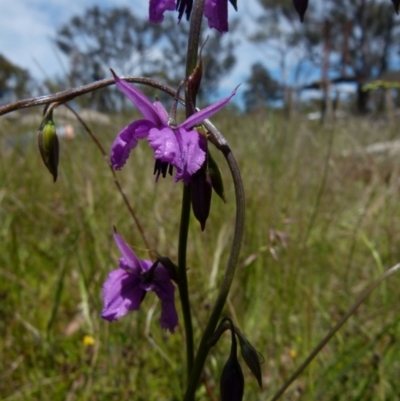 Arthropodium fimbriatum (Nodding Chocolate Lily) at Boro, NSW - 9 Nov 2021 by Paul4K