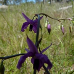 Arthropodium fimbriatum at Boro, NSW - 9 Nov 2021