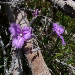 Thysanotus juncifolius (Branching Fringe Lily) at Boro - 9 Nov 2021 by Paul4K