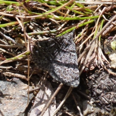 Dichromodes explanata (Fine-lined Heath Moth) at Boro - 9 Nov 2021 by Paul4K