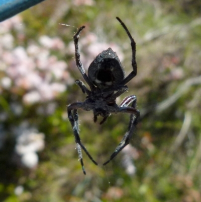 Socca pustulosa (Knobbled Orbweaver) at Boro, NSW - 9 Nov 2021 by Paul4K