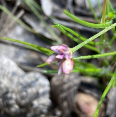 Laxmannia gracilis (Slender Wire Lily) at Nicholls, ACT - 31 Oct 2021 by Rosie