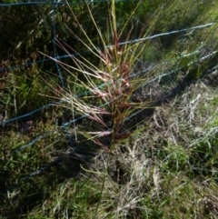 Austrostipa densiflora (Foxtail Speargrass) at Mayfield, NSW - 9 Nov 2021 by Paul4K