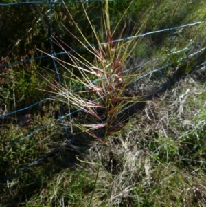 Austrostipa densiflora at Mayfield, NSW - 9 Nov 2021