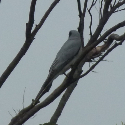 Coracina novaehollandiae (Black-faced Cuckooshrike) at Boro, NSW - 9 Nov 2021 by Paul4K