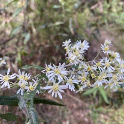 Olearia lirata (Snowy Daisybush) at Goobarragandra, NSW - 9 Nov 2021 by Jubeyjubes