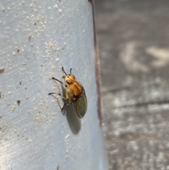 Lauxaniidae (family) (Unidentified lauxaniid fly) at Brindabella, NSW - 8 Nov 2021 by Jubeyjubes